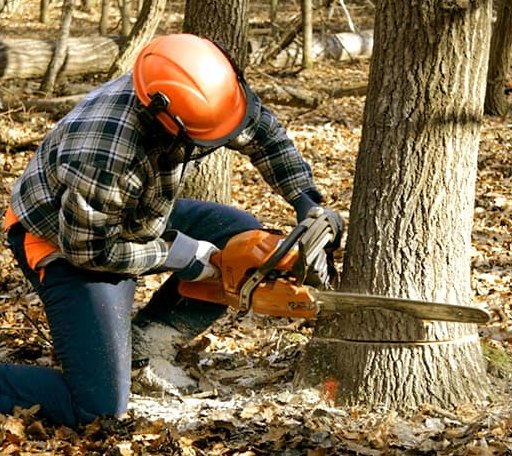 Tree Removal in Mosca, CO